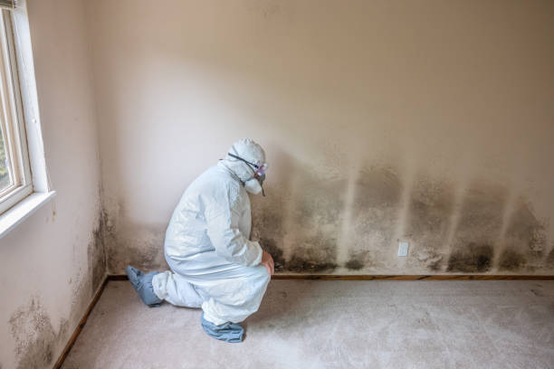 Best Mold Remediation for Healthcare Facilities  in USA